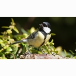 20220427 Kohlmeise 1 DSC07360.jpg